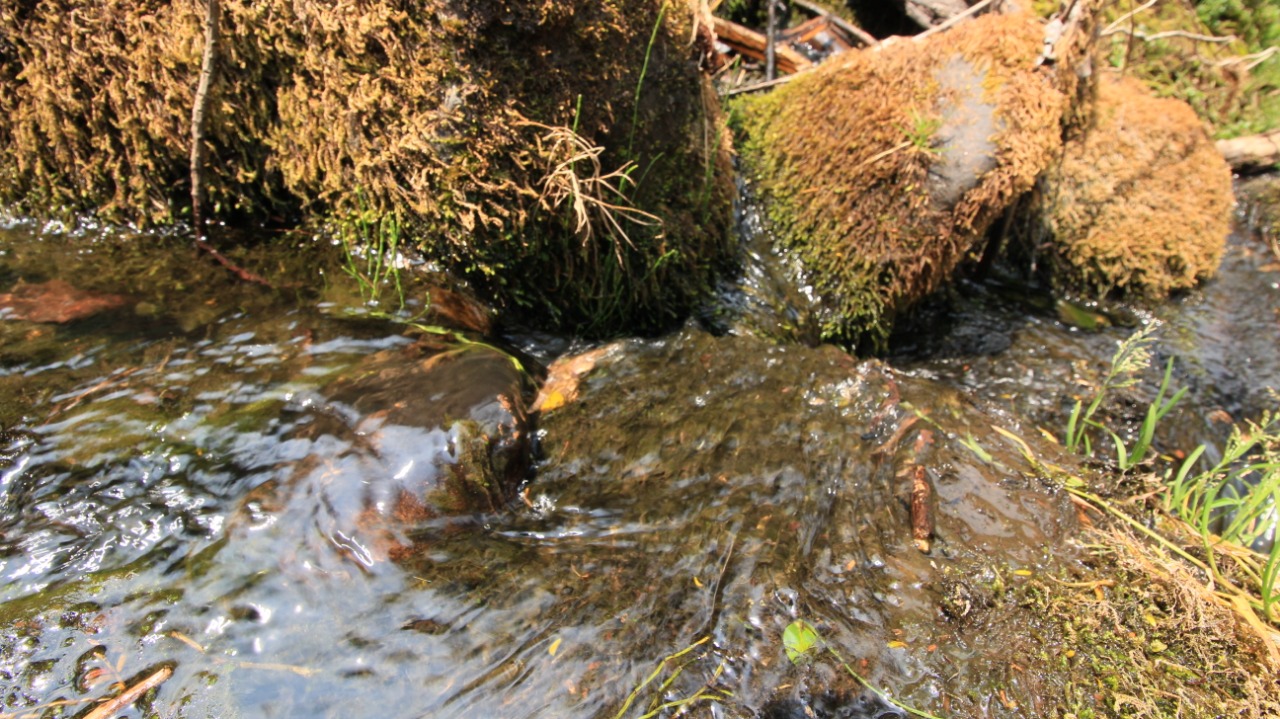 Agua que brota entre rocas cubiertas de musgo en la cabecera del río Chiriaimo