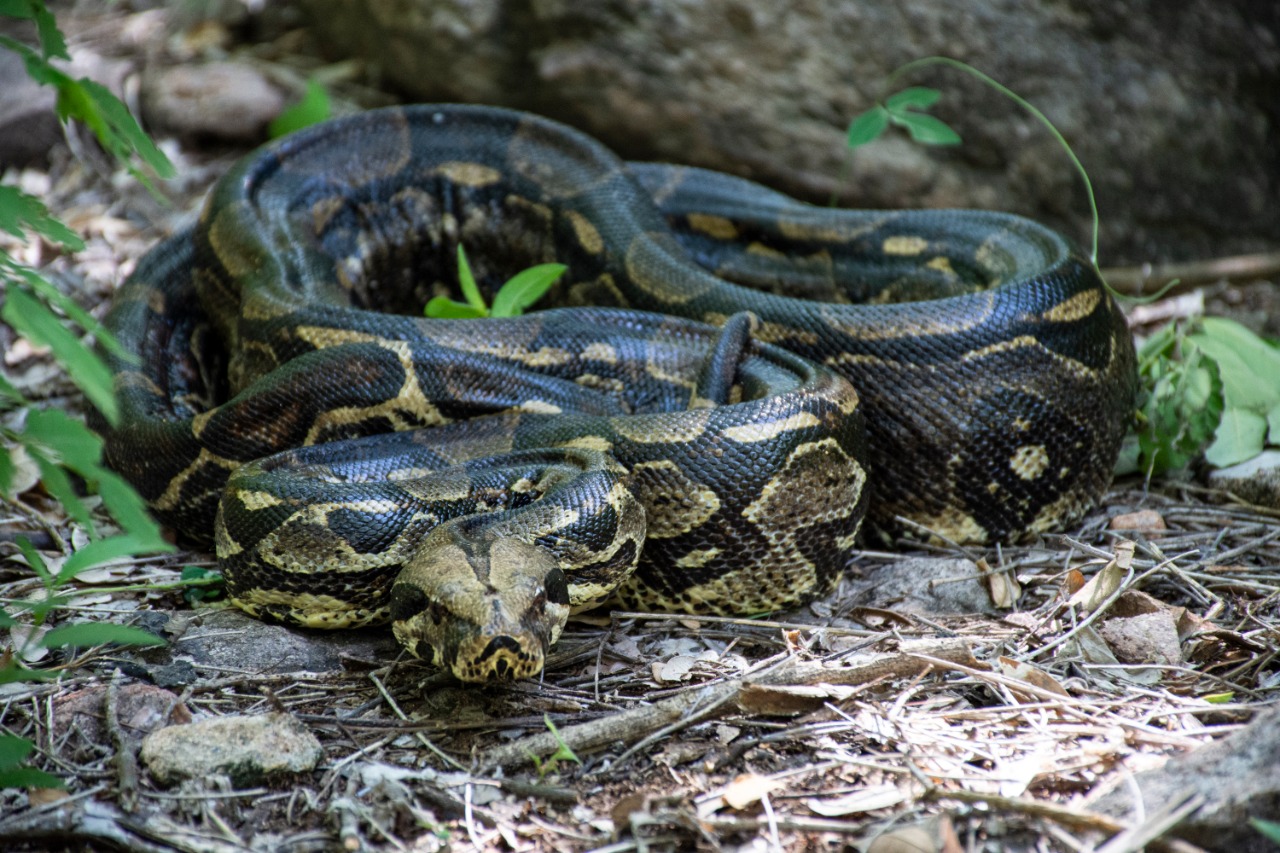 Una serpiente boa enrollada sobre el suelo del monte