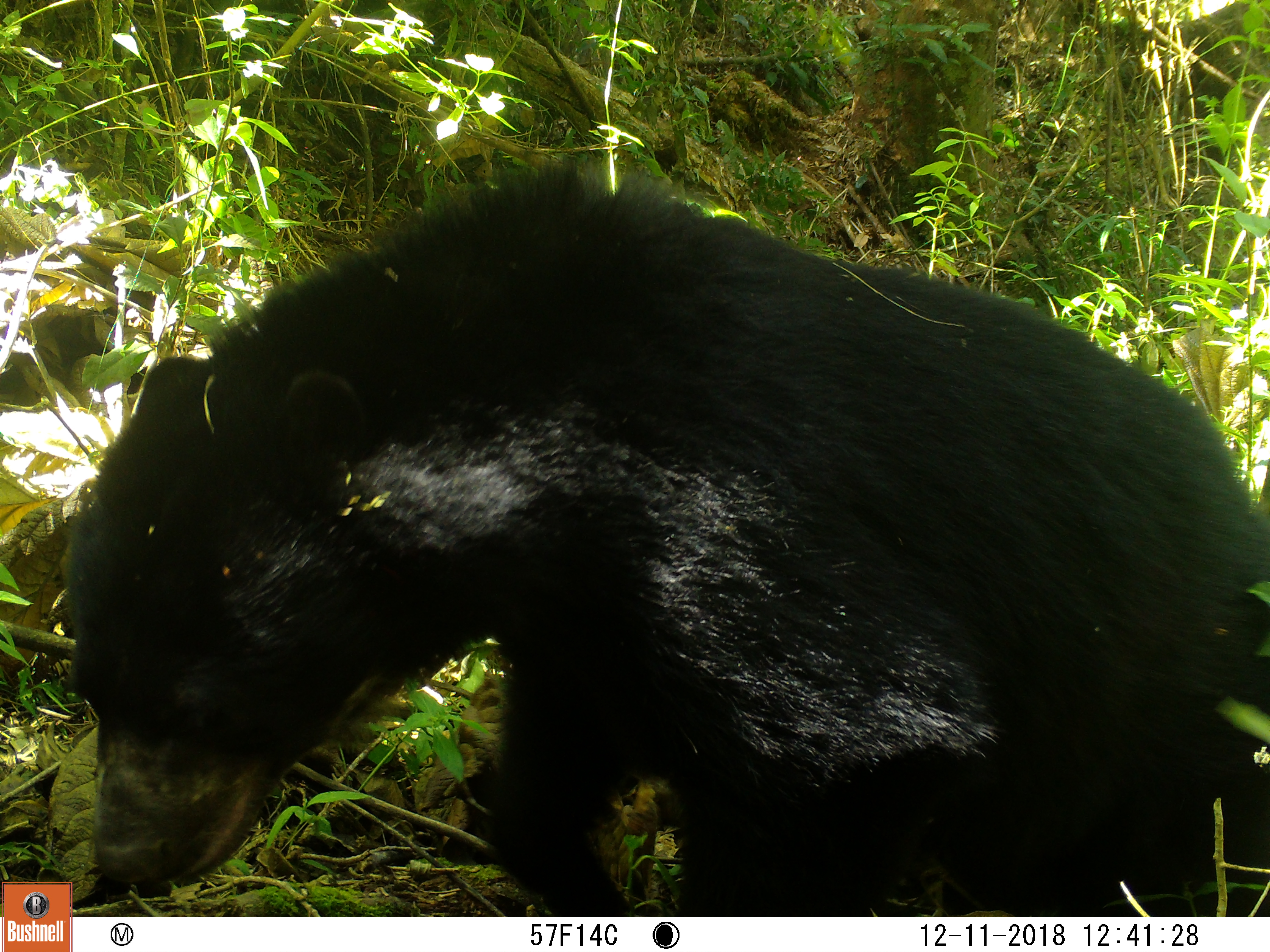 Fotografía de la noticia: El Cesar líder en la Conservación de ecosistemas estratégicos en el Caribe colombiano