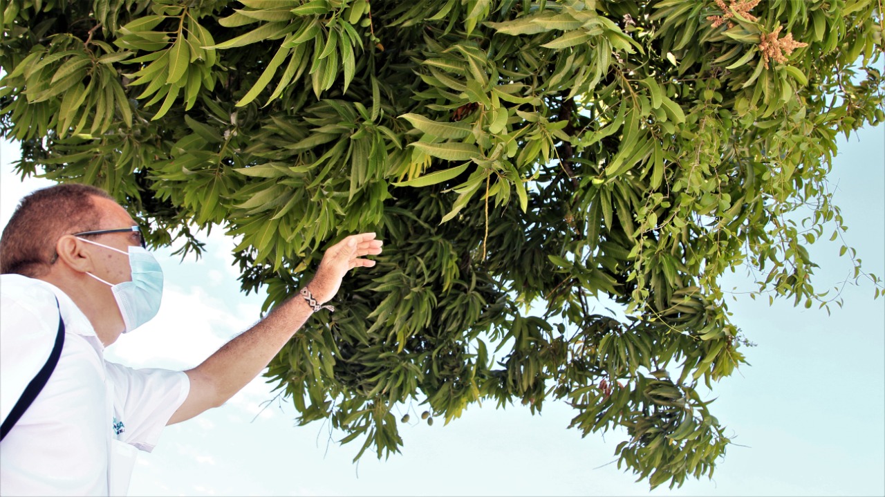 Corpocesar visitó y verificó el estado del árbol de mango de la Plaza Alfonso López
