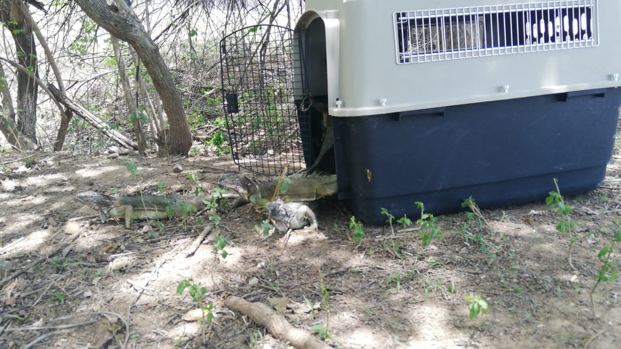 Una iguana en el suelo junto a una jaula de transporte abierta en el monte