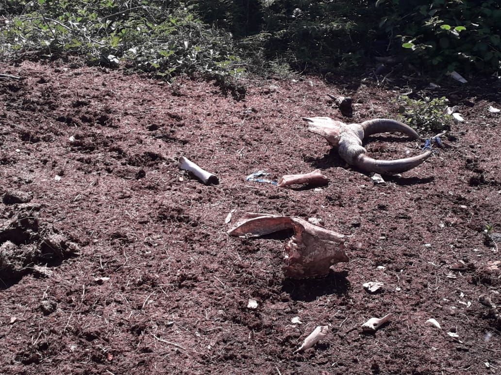 Fotografía de la noticia: Corpocesar cerró de manera preventiva tres de cinco mataderos fiscalizados