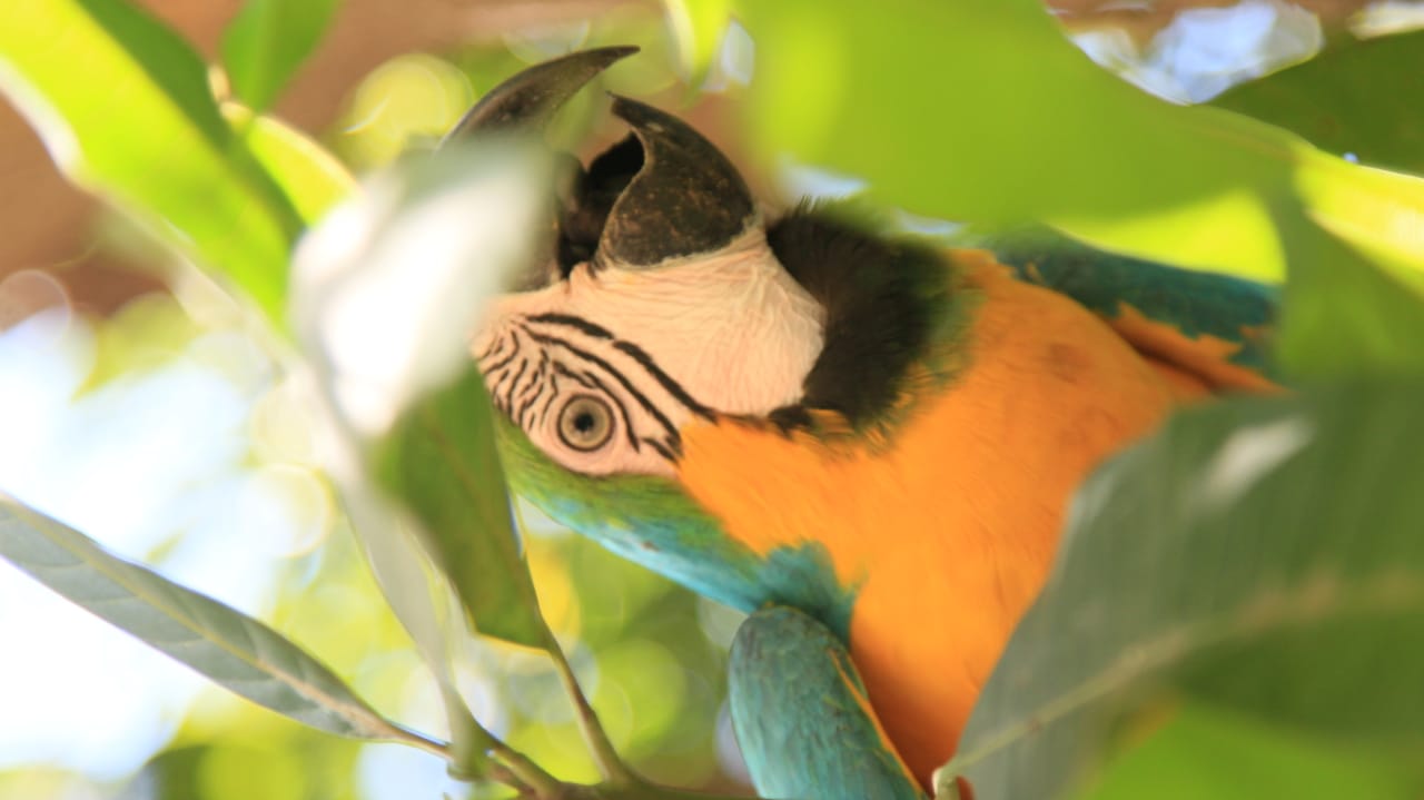 Una guacamaya azul y naranja entre las hojas de un árbol