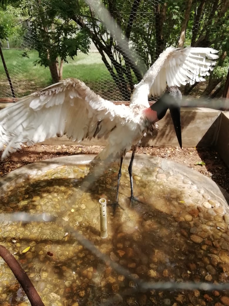 Un garzón soldado con las alas abiertas dentro de un estanque de concreto