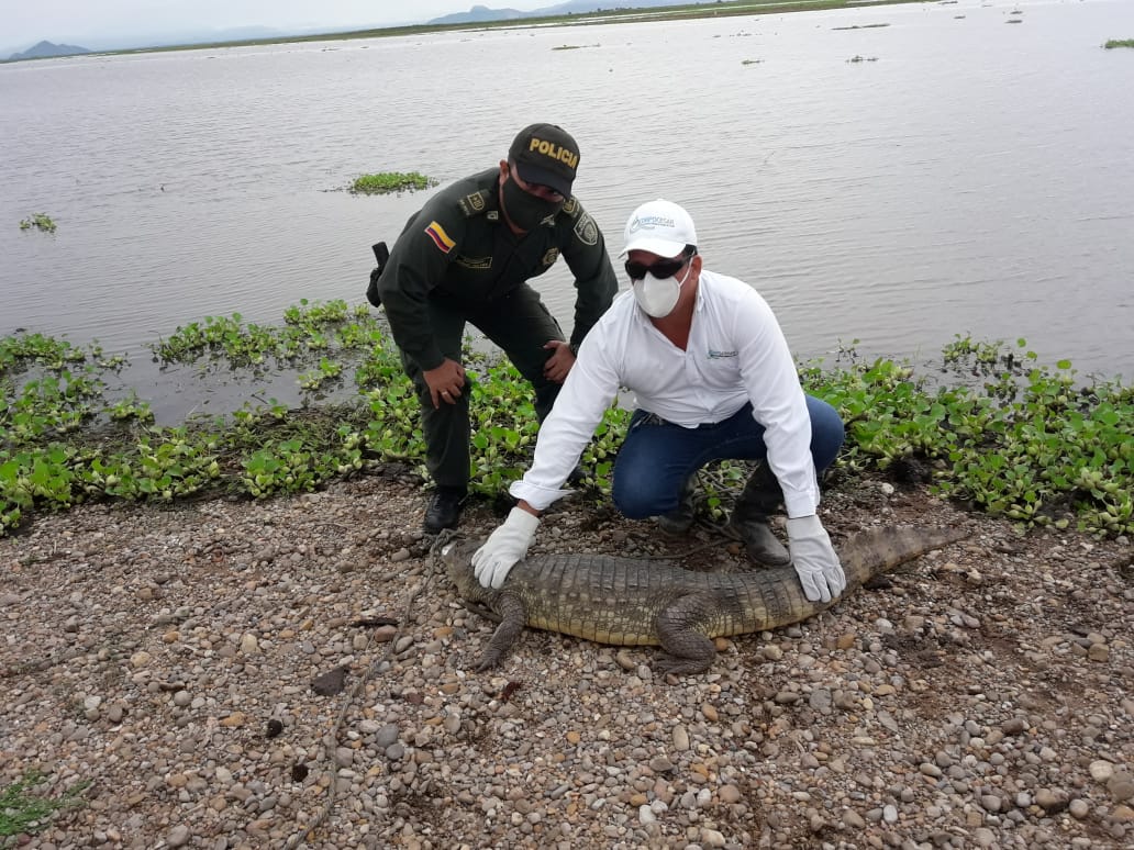 Un policía y un funcionario junto a una babilla en la orilla del río Cesar antes de liberarla