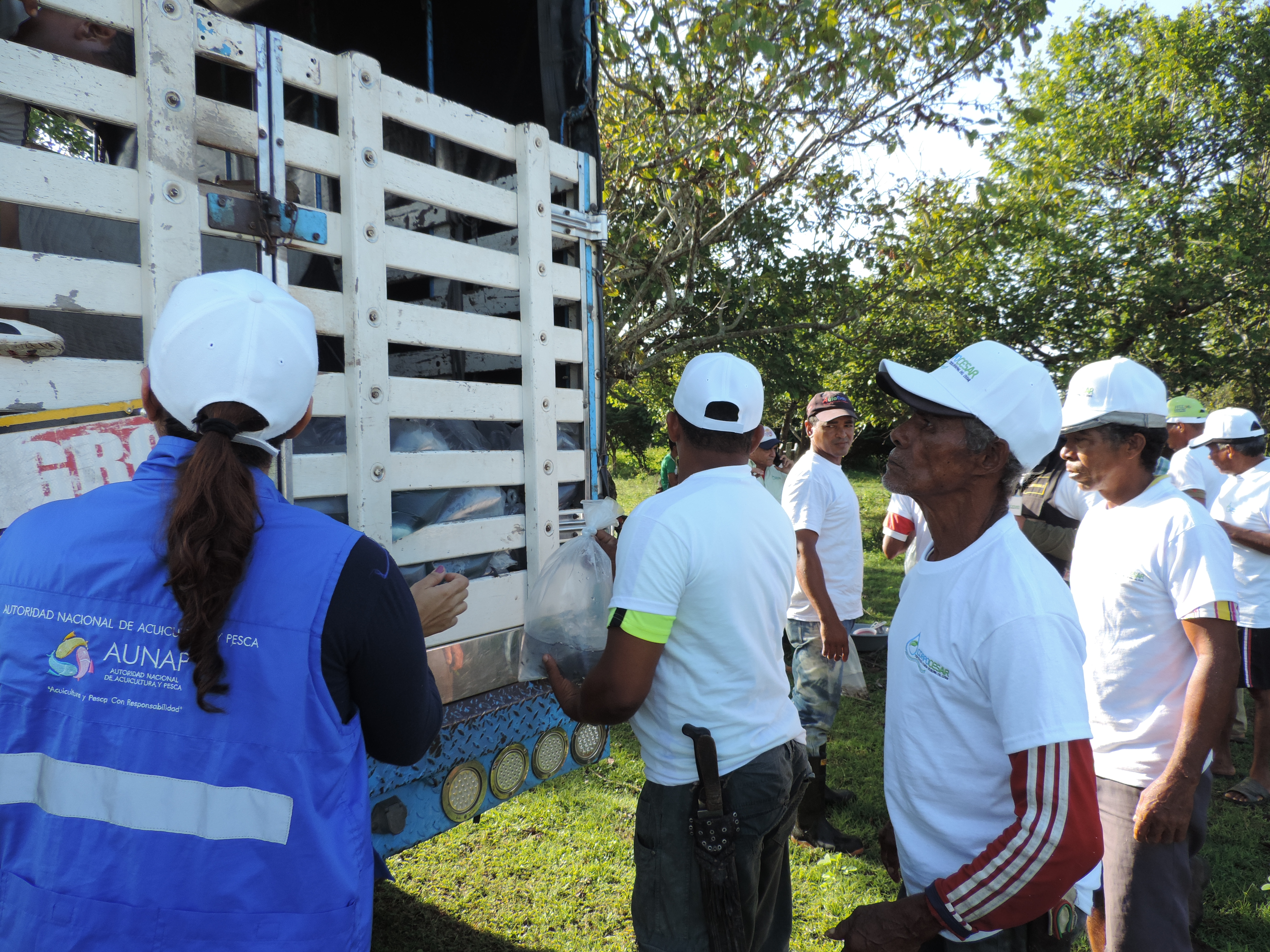 Fotografía de la noticia: Más de 350 mil alevinos fueron sembrados en la ciénaga de Sahaya