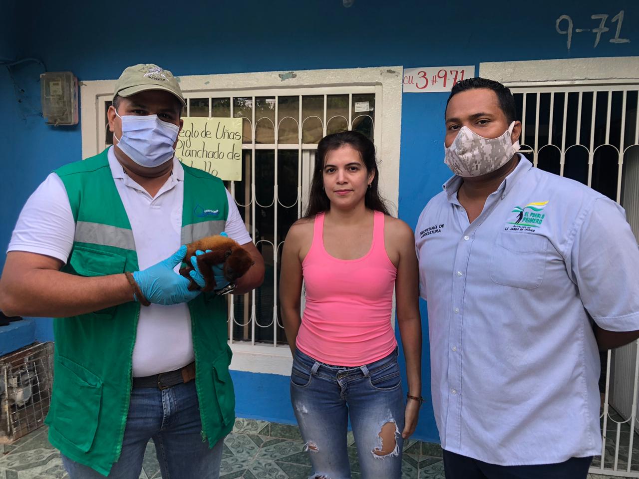 Habitante de La Jagua de Ibirico hizo entrega voluntaria de un mono aullador a Corpocesar