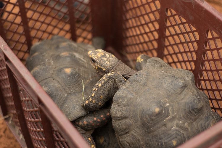 Fotografía de la noticia: 590 animales silvestres fueron liberados en el Cesar