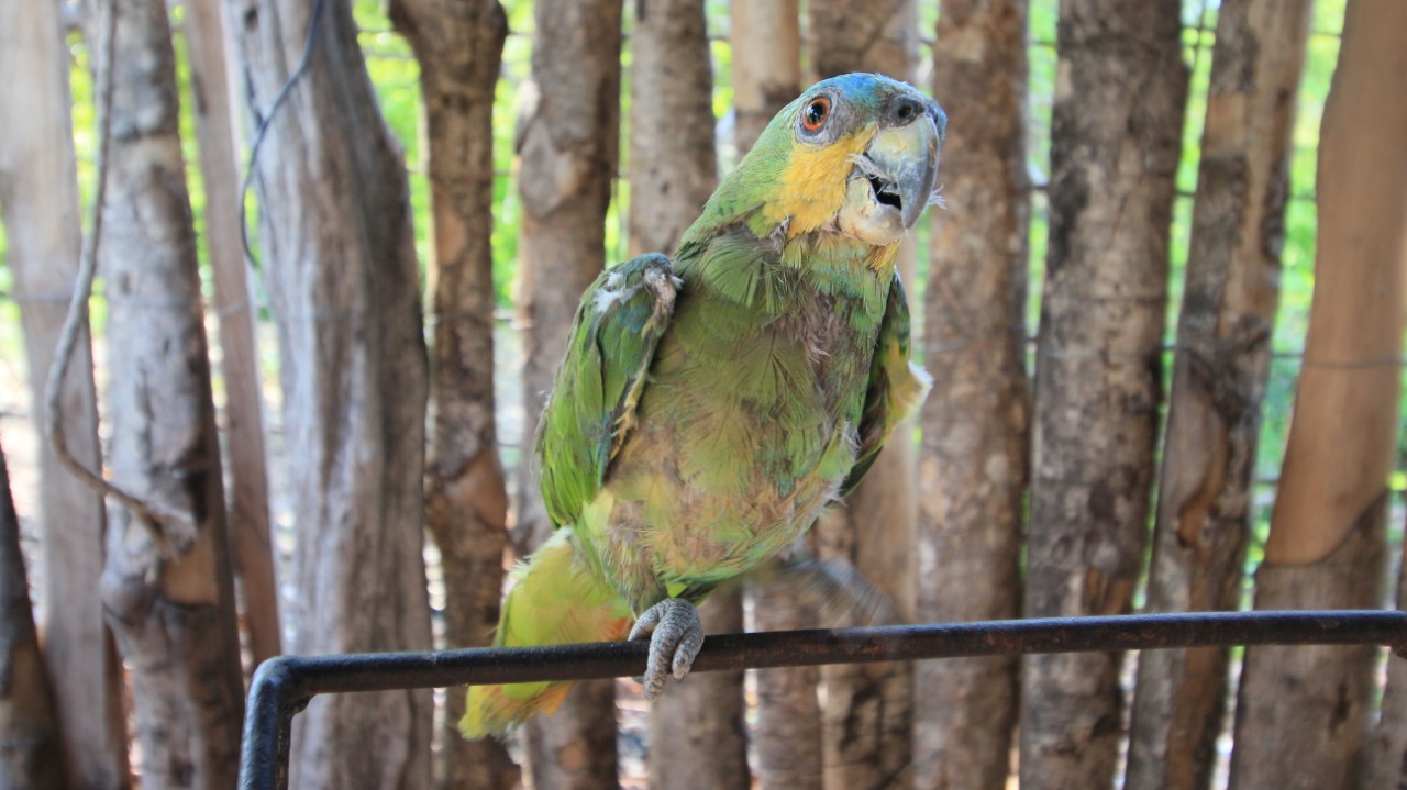 Un loro verde con la cabeza amarilla posado sobre un alambre frente a una cerca de palos