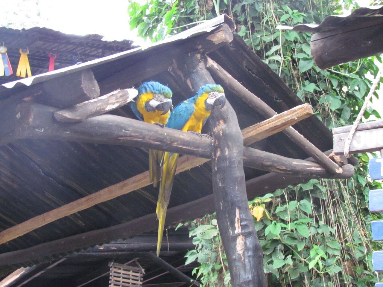 Dos guacamayas azules y amarillas posadas bajo un techo de madera