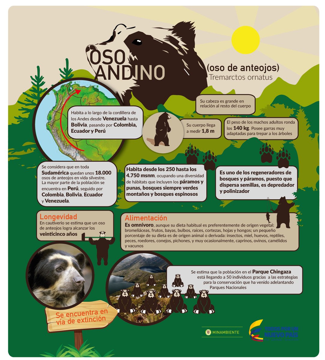 Infografía «Oso andino (oso de anteojos), Tremarctos ornatus» del Ministerio de Ambiente: dibujo de un oso, mapa de su distribución por los Andes y recuadros con datos de su hábitat, tamaño, población, alimentación y longevidad; el texto completo se transcribe debajo.
