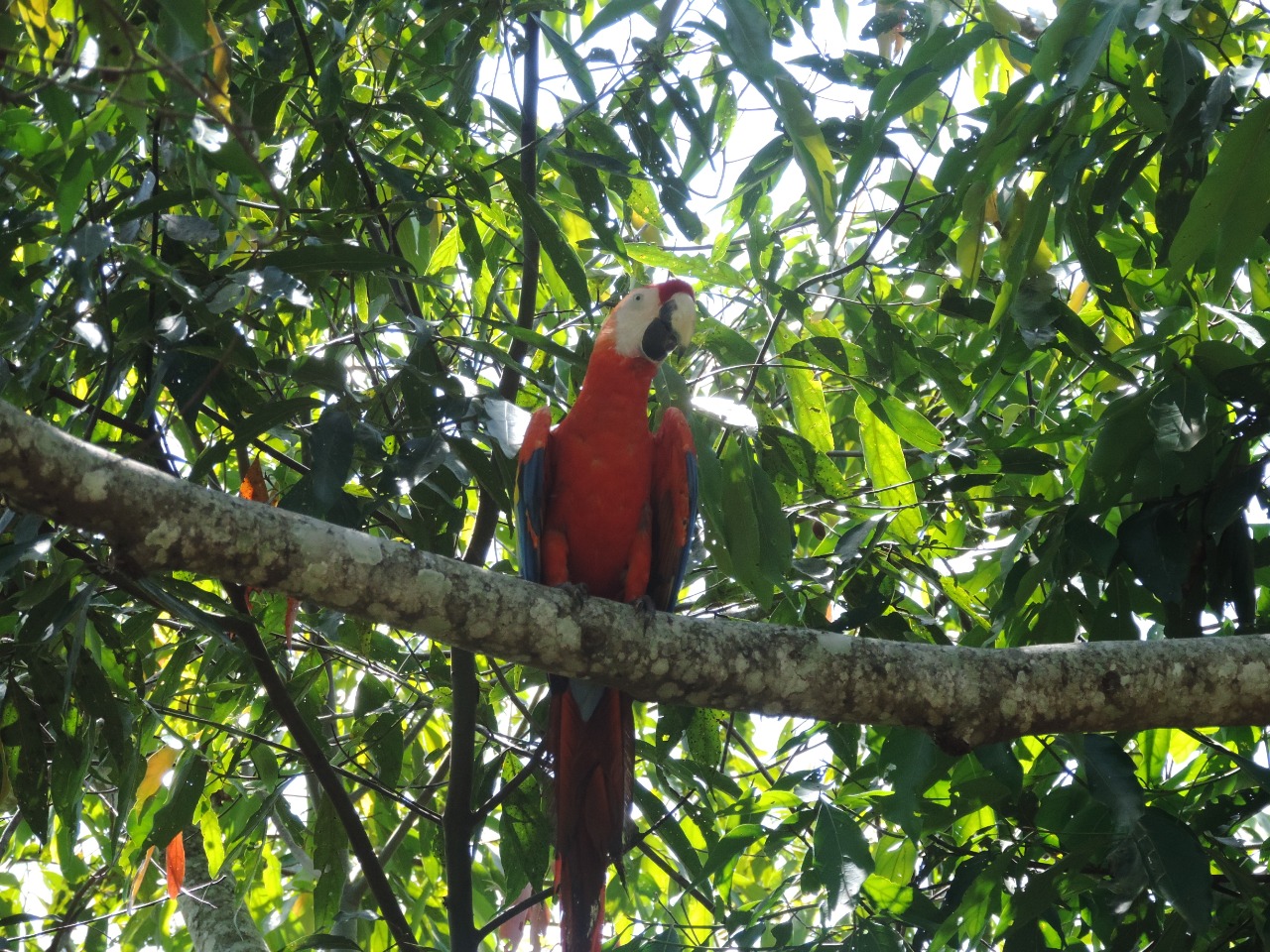 Una guacamaya roja posada en una rama, en el bosque.