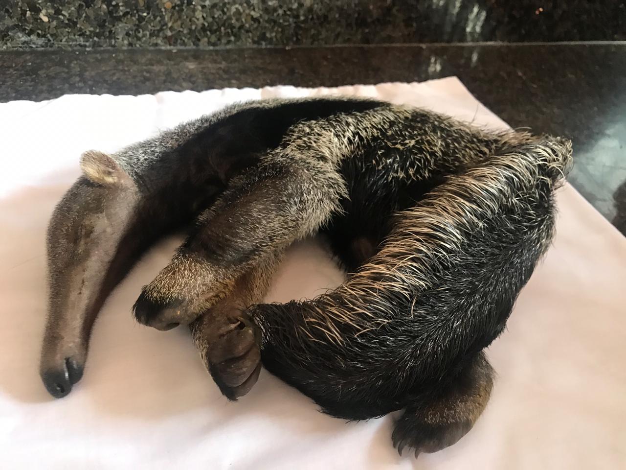 Fotografía de la noticia: Aferrada al cadáver de su madre, rescatan a un oso palmero