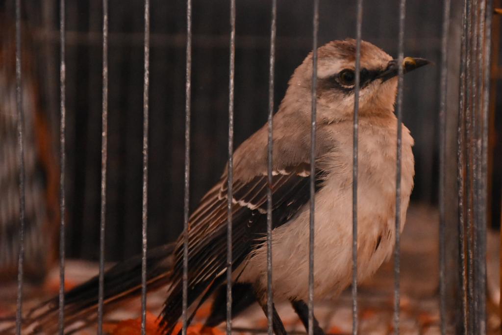 Un ave de plumaje gris y pardo dentro de una jaula.