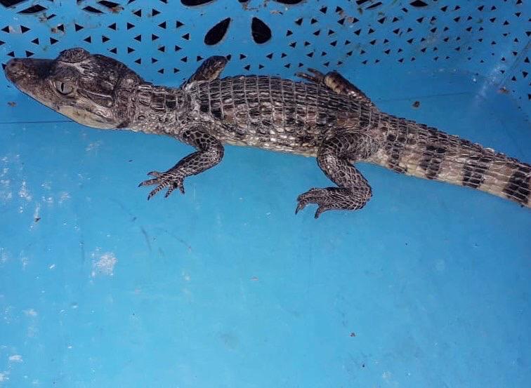 Un caimán pequeño sobre una superficie azul
