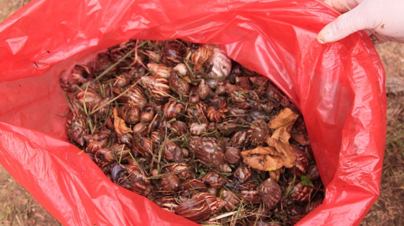 Una bolsa roja llena de caracoles africanos recolectados