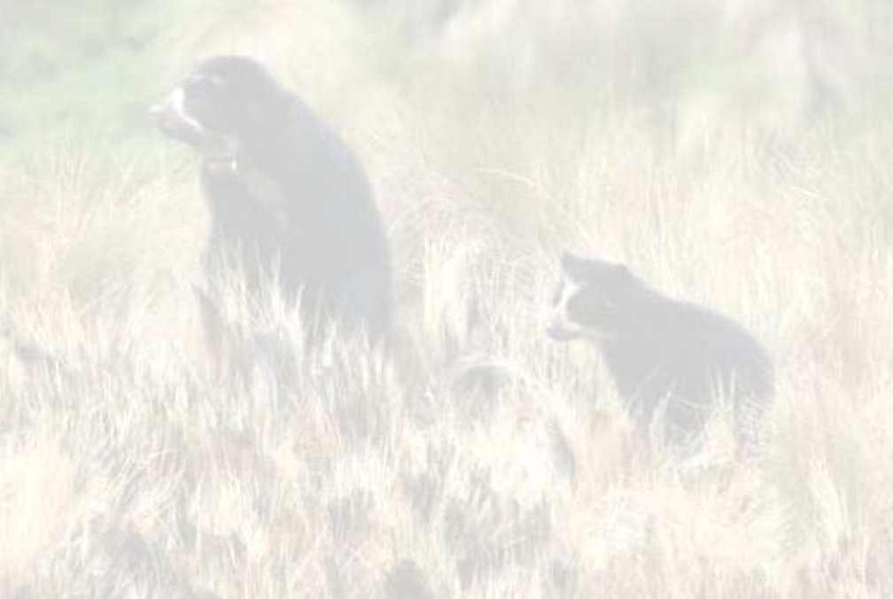 Fotografía desvanecida de dos osos andinos, uno adulto sentado y una cría, entre pasto seco.