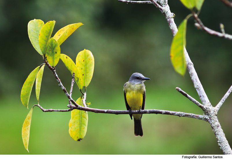 Un ave de pecho amarillo y cabeza gris posada en una rama, entre hojas amarillentas. Crédito en la imagen: «Fotografía: Guillermo Santos».